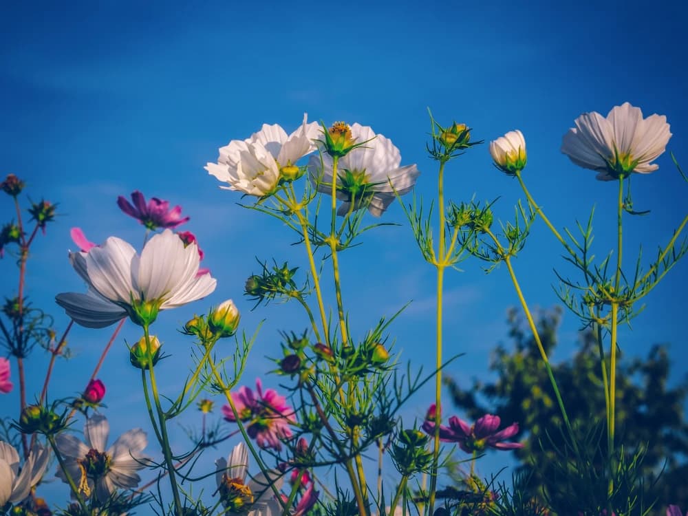 The International Festival of the Gardens of the Loire Valley international-festival-of-gardens-loire-valley image