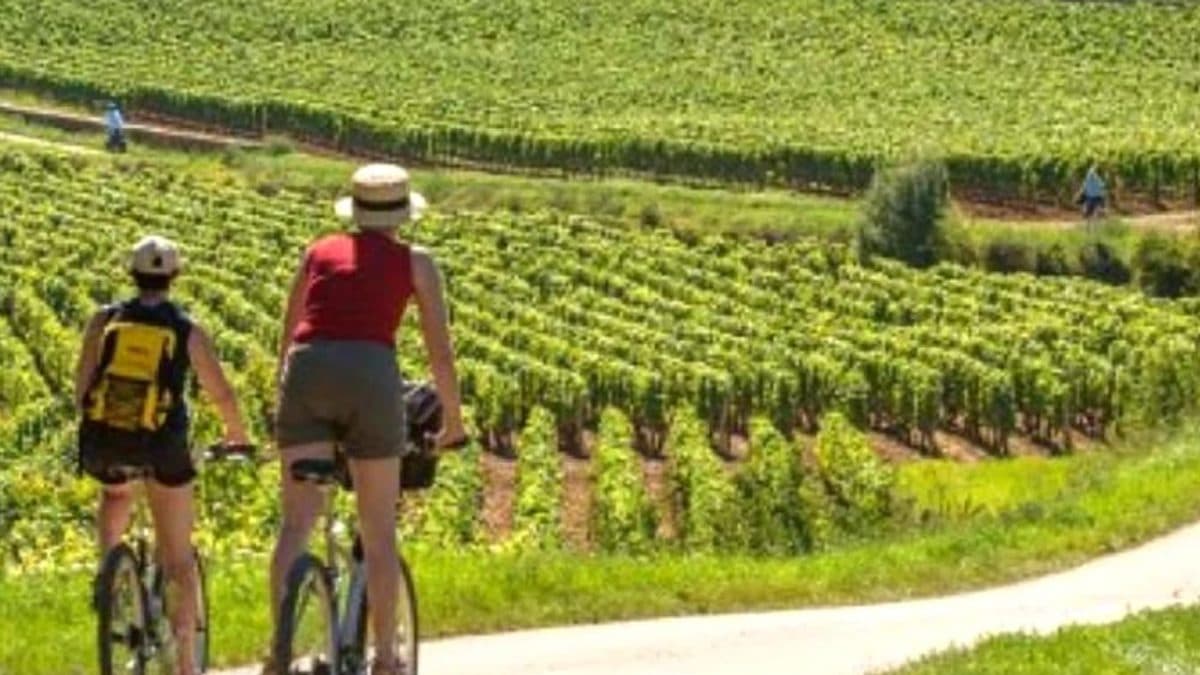 Discovering Beaujolais by Bike Illustrative image, AI-generated or AI-modified: Discovering Beaujolais by Bike