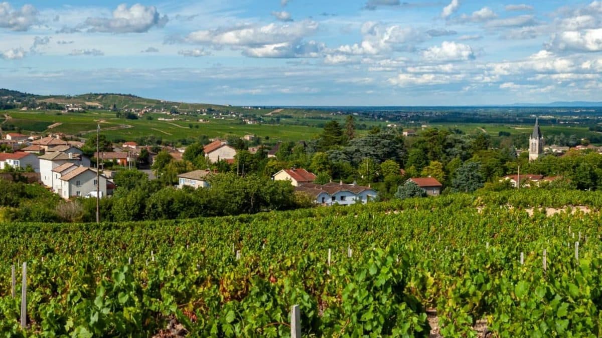 Discovering Beaujolais by Bike Illustrative image, AI-generated or AI-modified: Discovering Beaujolais by Bike