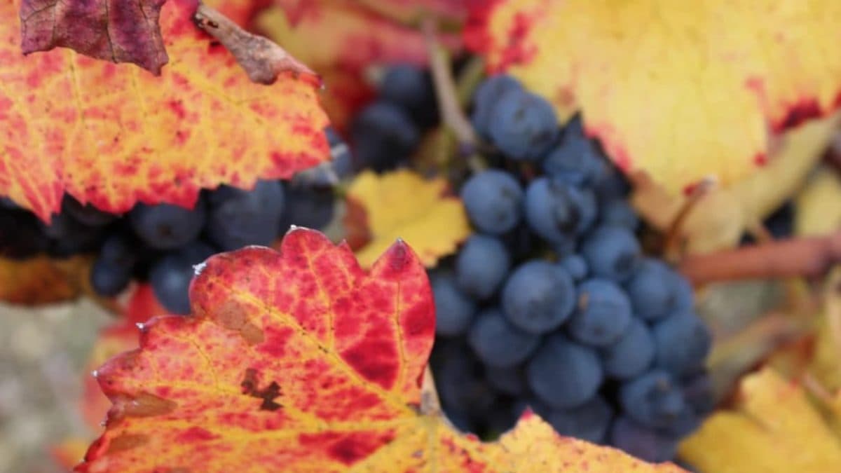 Discovering Beaujolais by Bike Illustrative image, AI-generated or AI-modified: Discovering Beaujolais by Bike