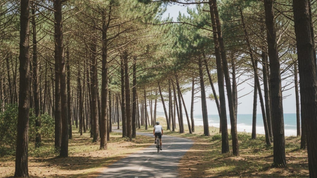 From Bordeaux Vineyards to Arcachon: Cycling to the Ocean Illustrative image, AI-generated or AI-modified: From Bordeaux Vineyards to Arcachon: Cycling to the Ocean