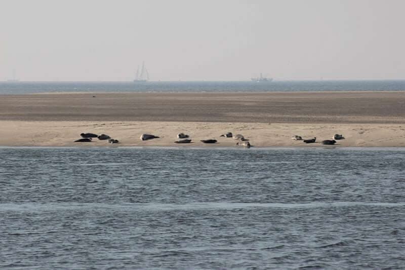 Sail & Bike Wadden Sea Illustrative image, AI-generated or AI-modified: Sail & Bike Wadden Sea
