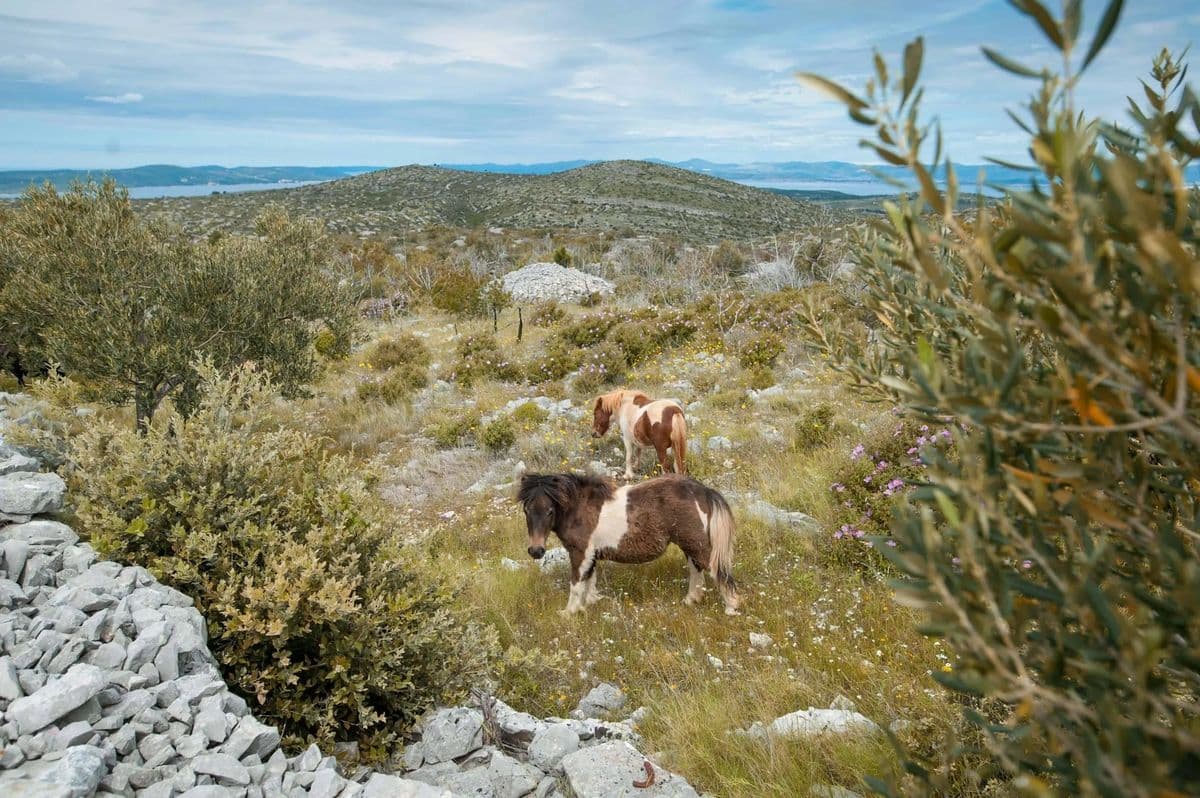 Southern Dalmatia by Mountain Bike and Boat southern-dalmatia-mtb-boat-croatia