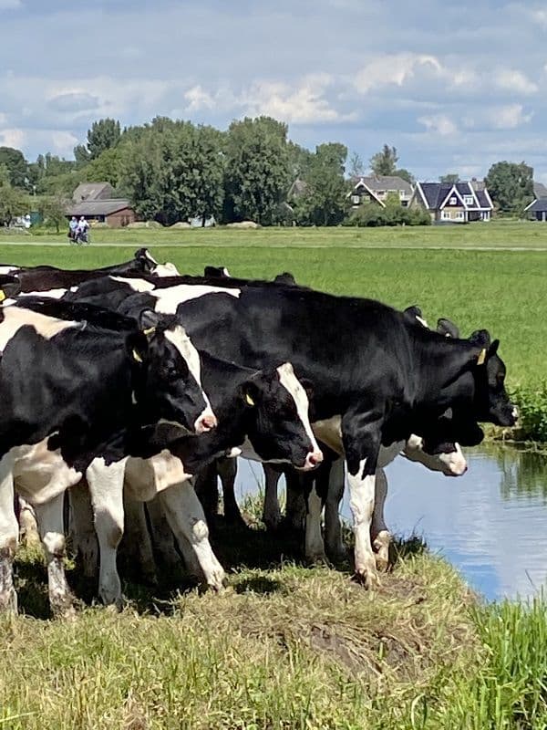 Bruges to Amsterdam Premium by Boat and Bike bruges-to-amsterdam-premium-boat-bike