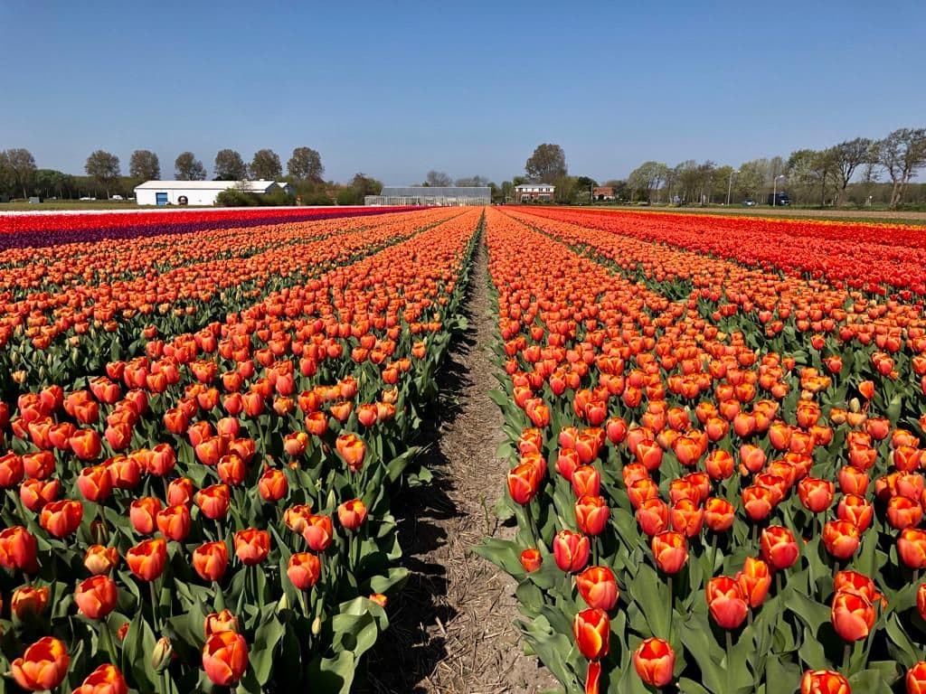 5-Day Tulip Tour Premium by Boat and Bike Illustrative image, AI-generated or AI-modified: 5-Day Tulip Tour Premium by Boat and Bike