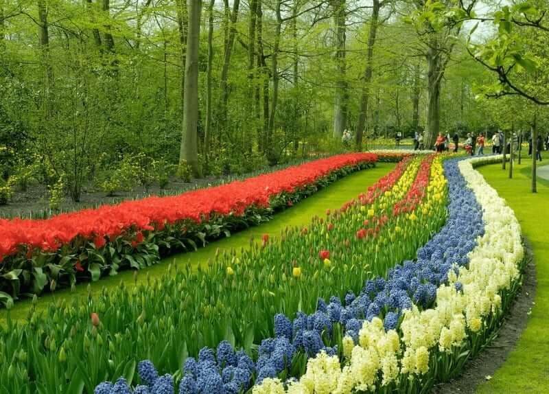 5-Day Tulip Tour Premium by Boat and Bike Illustrative image, AI-generated or AI-modified: 5-Day Tulip Tour Premium by Boat and Bike