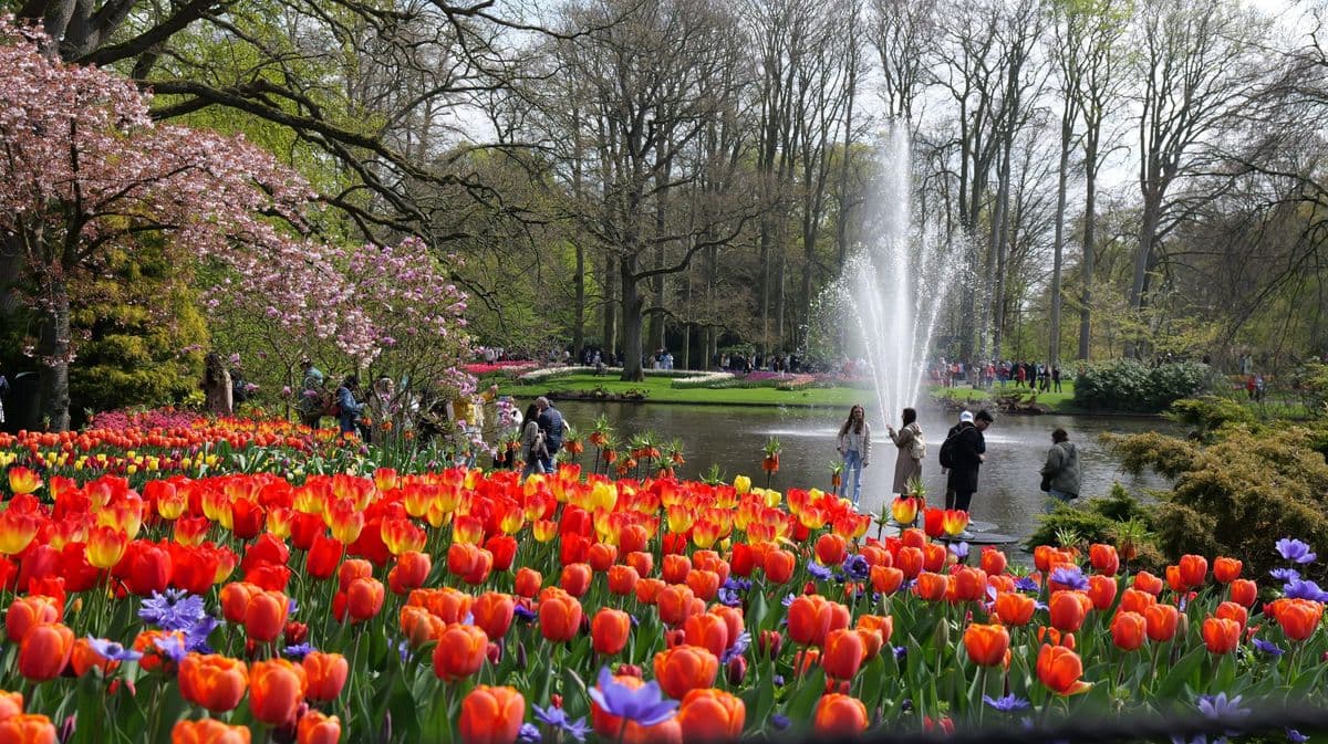 8-Day Tulip Tour Premium by Boat and Bike Illustrative image, AI-generated or AI-modified: 8-Day Tulip Tour Premium by Boat and Bike