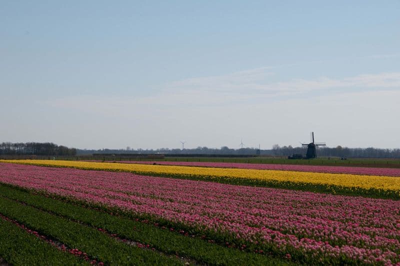 Holland Tulip Tour by Sail and Bike Illustrative image, AI-generated or AI-modified: Holland Tulip Tour by Sail and Bike