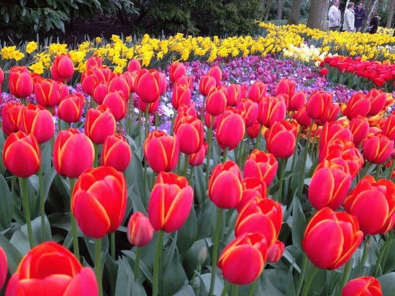 Holland Tulip Tour by Sail and Bike Illustrative image, AI-generated or AI-modified: Holland Tulip Tour by Sail and Bike