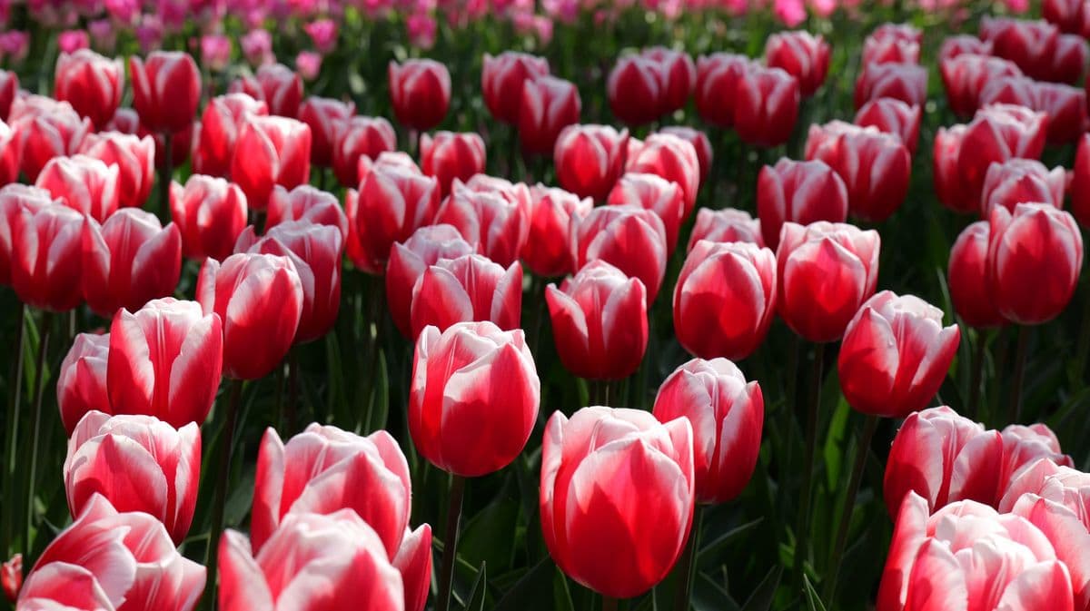 Holland in Bloom: 8-Day Tulip Cruise by Bike holland-in-bloom-8-day-tulip-bike-boat-tour