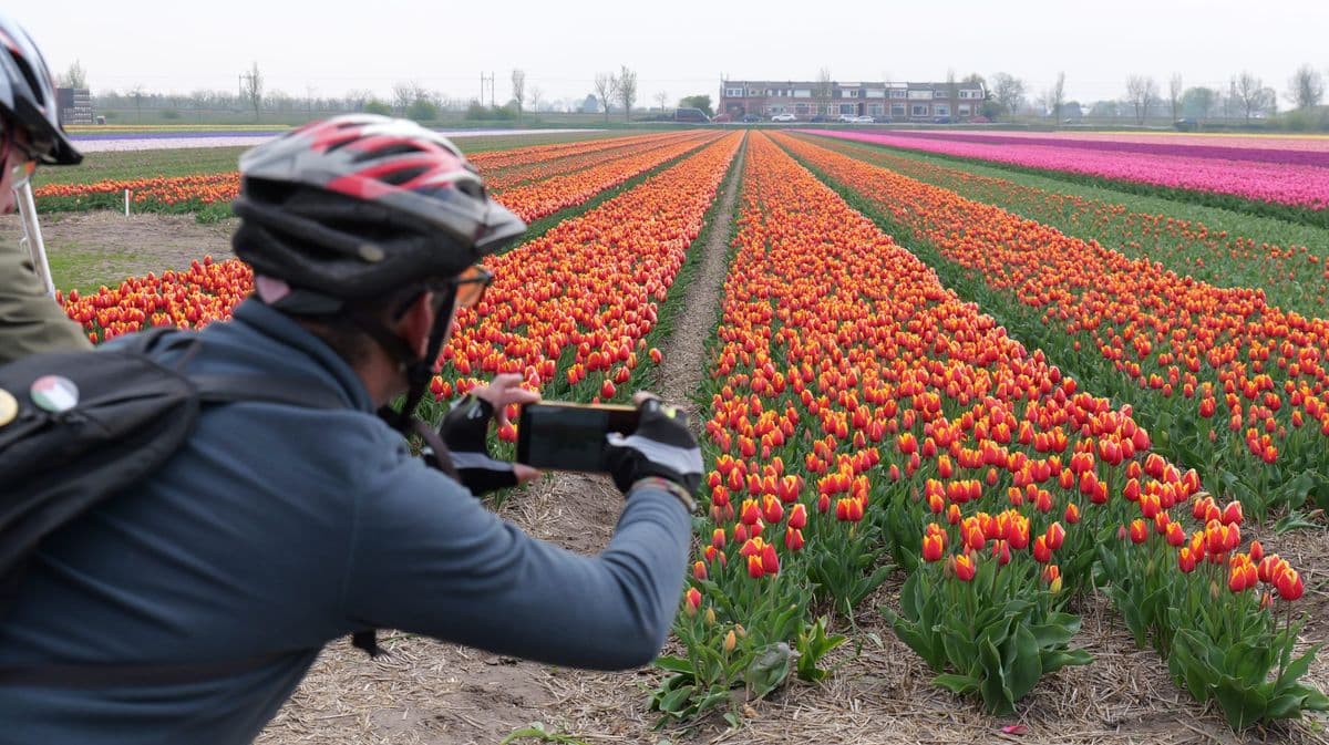 Holland in Bloom: 8-Day Tulip Cruise by Bike holland-in-bloom-8-day-tulip-bike-boat-tour