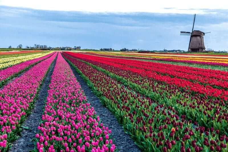 5-Day Tulip Tour Classic by Boat and Bike 5-day-tulip-tour-classic-boat-bike
