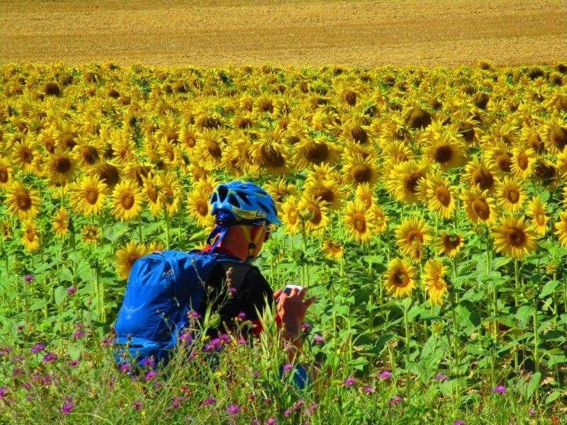Burgundy by Barge and E-Bike: Moret-sur-Loing to Auxerre, 8 Days Guided burgundy-barge-ebike-moret-sur-loing-to-auxerre-8-days