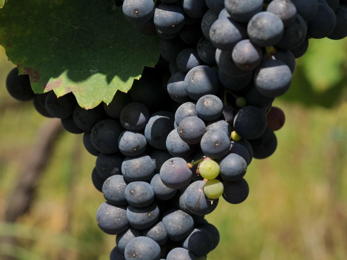 Moravian Wine & Iron Curtain Trail Illustrative image, AI-generated or AI-modified: Moravian Wine & Iron Curtain Trail
