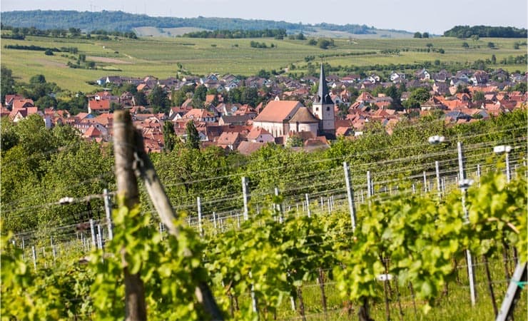 Alsace Wine Cycling: Strasbourg to Colmar Illustrative image, AI-generated or AI-modified: Alsace Wine Cycling: Strasbourg to Colmar