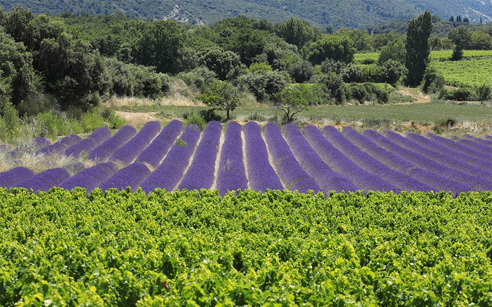 Provence Vineyards Cycling Tour Illustrative image, AI-generated or AI-modified: Provence Vineyards Cycling Tour