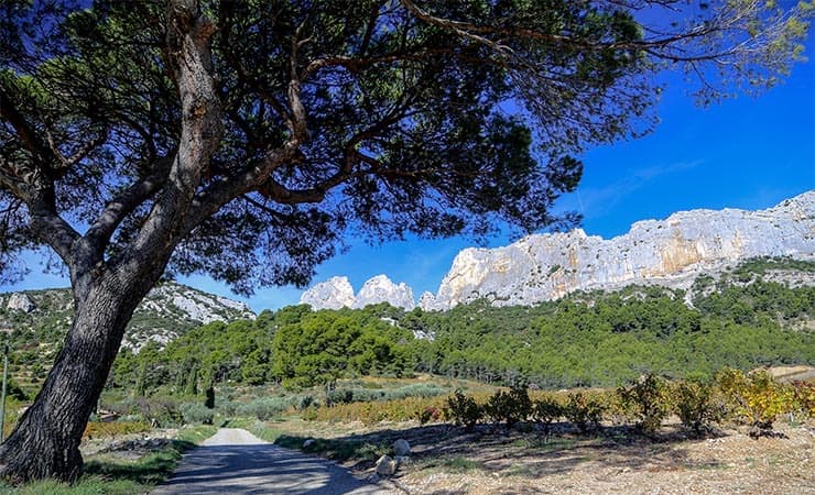Provence Vineyards Cycling Tour Illustrative image, AI-generated or AI-modified: Provence Vineyards Cycling Tour
