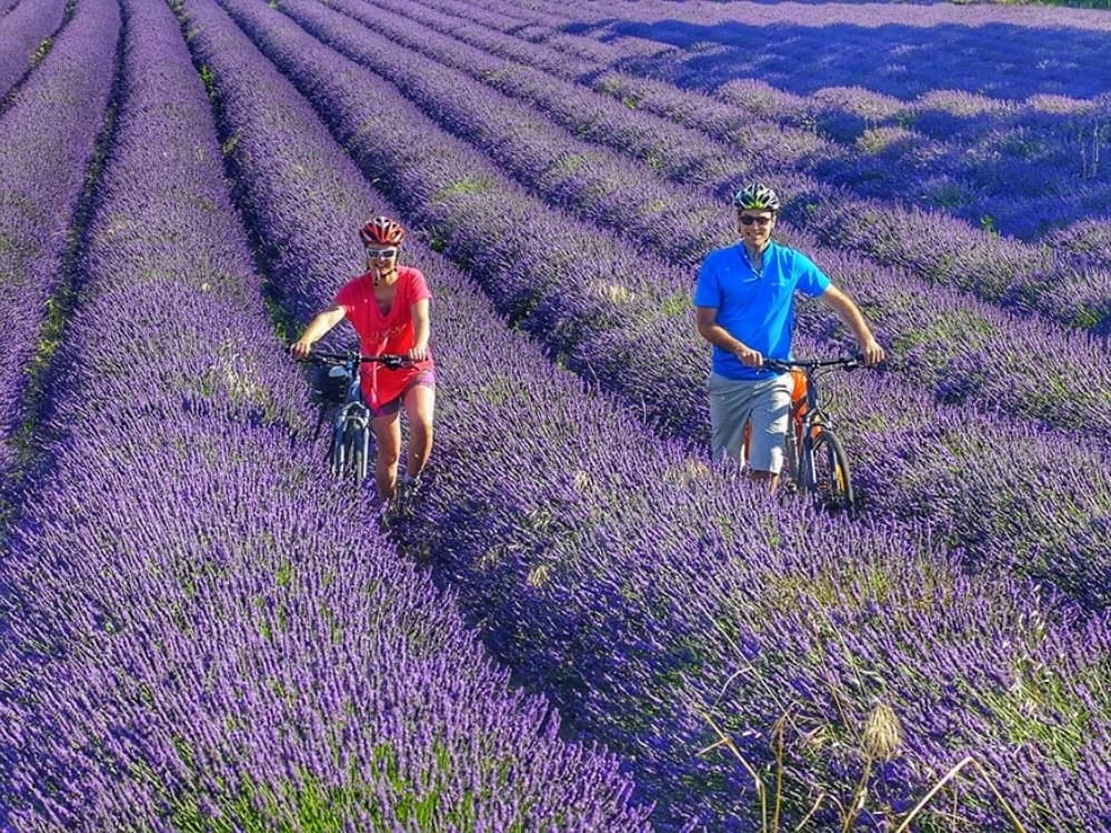 Provence Vineyards Cycling Tour Illustrative image, AI-generated or AI-modified: Provence Vineyards Cycling Tour