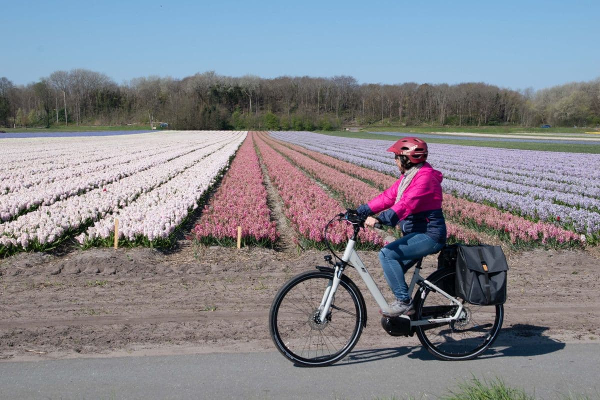 8-Day North Holland Tulip Boat & Bike Tour springtime-tulips-dutch-highlights