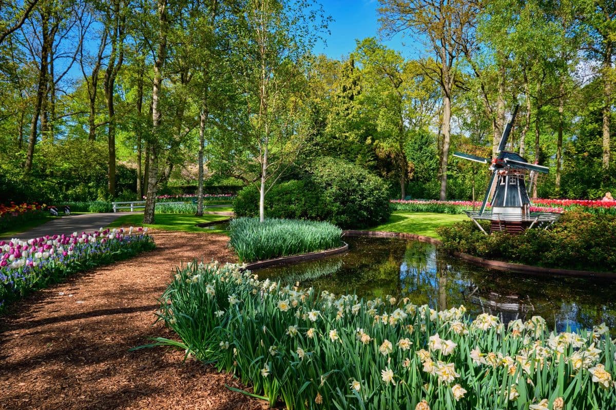 8-Day North Holland Tulip Boat & Bike Tour springtime-tulips-dutch-highlights